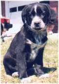 Bob T. Dog
